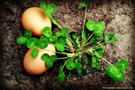 The Lowdown on Feeding Clover to your Chickens Image